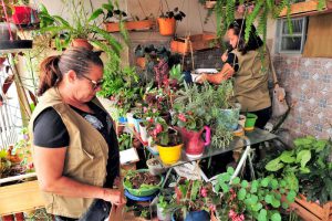 Quem tem plantas em casa deve redobrar cuidados contra Aedes aegypti