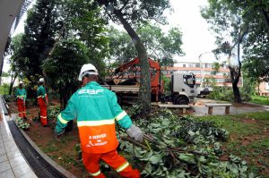 Podas de árvores são intensificadas para garantir segurança e urbanização no DF
