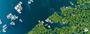 Organização que nasceu para promover o desenvolvimento sustentável de comunidades da Amazônia, completa 20 anos e já está em 4 regiões do país