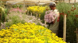 Artesanato rural e flores são opções para o Dia das Mães