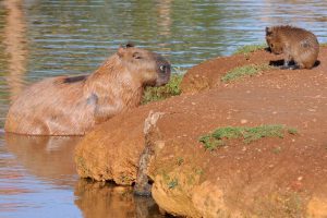 Acordo com Universidade prevê estudos científicos sobre capivaras na orla do Lago Paranoá