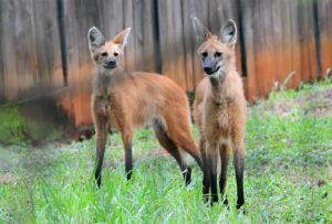 Estudo revela variedade da fauna de 13 áreas protegidas no DF