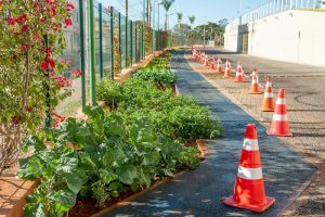 Projeto Nossa Horta distribui hortaliças para Associação no Sol Nascente