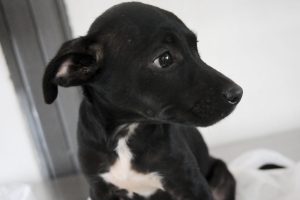 Zoonoses tem 12 animais para adoção, um deles pode ser seu!