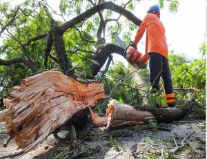 Ações preventivas reduzem o risco de quedas de árvores no período chuvoso