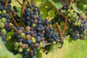 Feira da Uva e do Vinho mostra a força da produção do DF