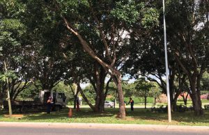 Plano de arborização amplia áreas verdes do DF