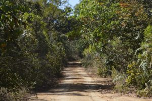 Evento discute soluções para desenvolvimento de agroflorestas no DF