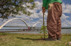 Plantio de mudas de ipês amarelos e brancos embeleza o Lago Sul