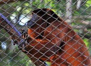 De A a Z, tem nome para todo gosto no Zoológico de Brasília