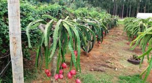 Brasília tem alta diversidade agropecuária
