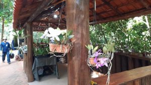 Jardim Botânico retoma venda de flores