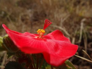 As belas flores de Pirenópolis e da Chapada dos Veadeiros