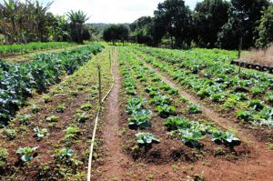 GDF injeta R$ 34,2 milhões na agricultura familiar local