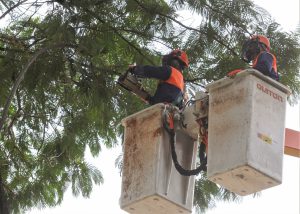 Serviços de poda em árvores deixam áreas rurais sem energia