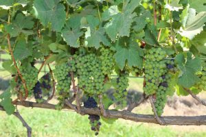Distrito Federal na rota nacional do vinho
