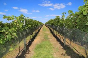 Alta gastronomia e vinhos, um caminho aberto ao DF