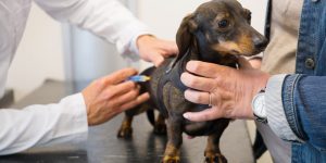 Dia mundial das Zoonoses: data alerta para saúde e bem-estar dos animais e tutores