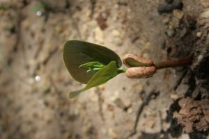 Revista científica do Jardim Botânico traz dois novos artigos