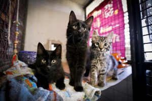 Vamos adotar um bichinho de estimação?
