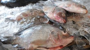 Vai um peixinho aí? Aproveite a Semana Nacional do Pescado