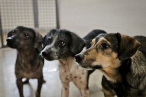Abra seu lar e coração para adotar cães e gatos da Zoonoses