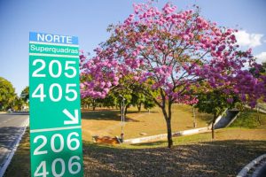 Plante e tenha em casa um ipê para chamar de seu