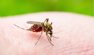Agosto Verde: este mês é marcado pelo combate e controle da Leishmaniose
