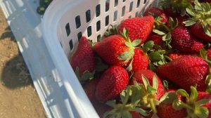 Aprenda a higienizar o morango antes de consumir