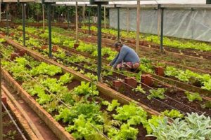 Emater debate compras governamentais de alimentos
