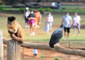 Zoológico continua sendo o xodó das comemorações