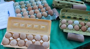 Curso sobre implantação de agroindústria de pequeno porte de ovos