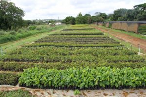 Reflorestamento vai plantar mais de 3 mil mudas nativas em Águas Emendadas