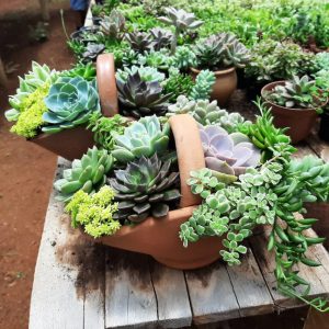 Circuito Rajadinha promove oficinas de pequenos jardins