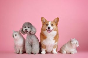 Aplicativo brasiliense traz conforto e praticidade aos donos de pets