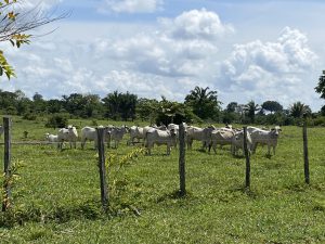 Sai o desmatamento, entram os benefícios na fazenda