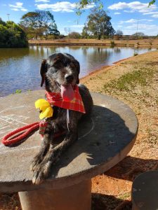 Brasil Center Shopping promove feira de adoção de pets e programação para criançada neste fim de semana