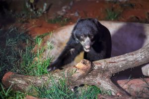 Zoológico de Brasília recebe ursa ameaçada de extinção