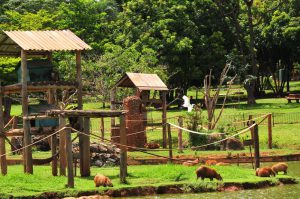 Brasília Ambiental renova licença ambiental do zoo