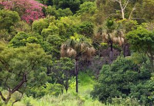 Distrito Federal registra redução histórica de 95,1% no desmatamento do Cerrado em 2024