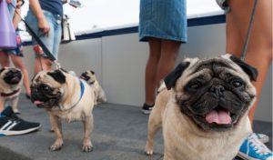 Feira Arteira promove evento pet com entrada gratuita