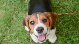 Brasília recebe feira de adoção animal com entrada gratuita