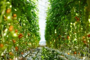 Restaurante especialista em parmegiana planta seu próprio tomate e valoriza a produção do molho totalmente artesanal