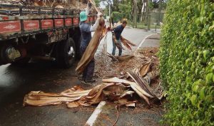 Administração do Lago Sul pede colaboração dos moradores para evitar descarte irregular de lixo verde
