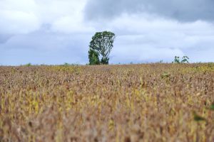 DF vai ganhar uma área de desenvolvimento econômico rural