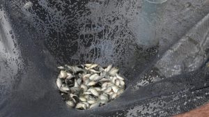 Governo dá impulso à produção de pescados no Distrito Federal
