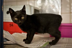 Como você pode ajudar animais que sofrem maus-tratos