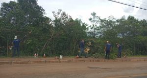 Serviços de poda em árvores de grande porte