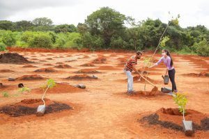 De lixão a bosque, uma transformação “cinematográfica”