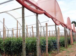 Cultivo em sistema protegido é alternativa contra adversidades climáticas